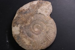 Larcheria larcheri - oxfordian - Nevers -58 - FRANCE