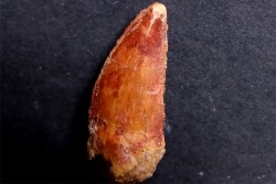 dinosaur tooth DELTADROMEUS AGILIS