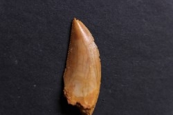 dinosaur tooth DELTADROMEUS AGILIS