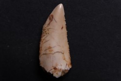 dinosaur tooth DELTADROMEUS AGILIS