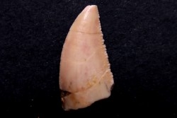dinosaur tooth DELTADROMEUS AGILIS