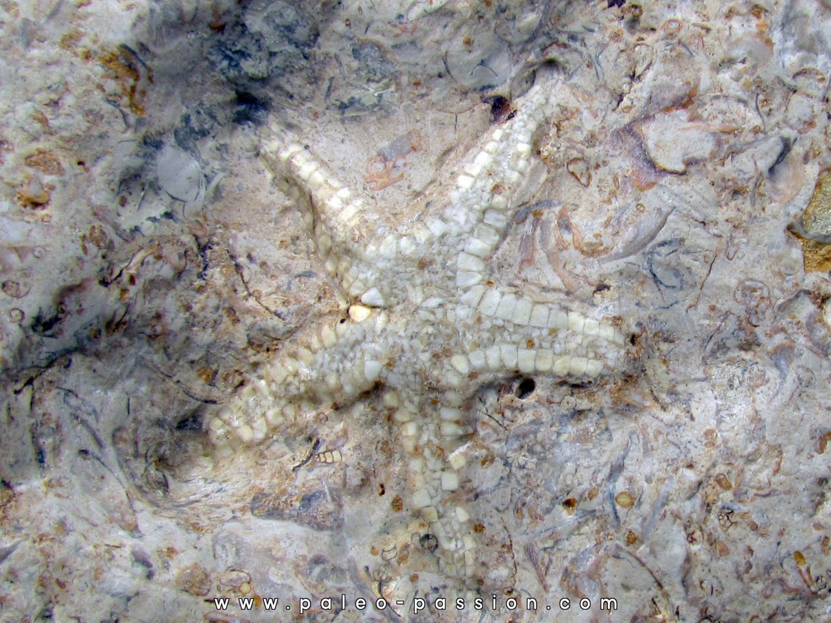 PENTASTERIA GATAUI (De Loriol, 1887) PENTASTERIA GATAUI (De Loriol, 1887)