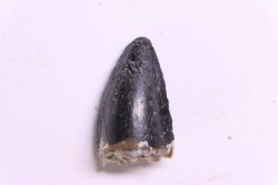 DENT DE PHYTOSAURE:  Pseudopalatus sp - triassic - New Mexico - USA