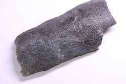 Côte de baleine avec traces de prédations  de megalodon