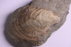 Inoceramus concentricus - Albien moyen - ancienne carriere Courcelles, Aube, FRANCE
