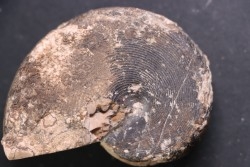 Arcestes tornatus - Triassic - Hallstatt Limestone - Bad Goisern, AUSTRIA