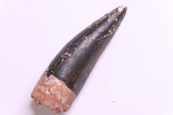 DENT DE PHYTOSAURE:  Pseudopalatus sp - triassic - New Mexico - USA