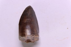 DENT DE PHYTOSAURE:  Pseudopalatus sp - triassic - New Mexico - USA