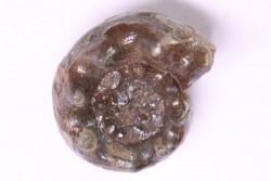 Parasibirites grambergi popow - Trias inférieur - Olenekian River - Siberie - Russie