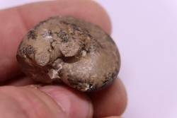 Thalassoceras gemmellarri karpinsky  early permian  South ural