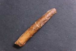 sauropod Nigersaurus sp.