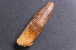 sauropode TITANOSAURUS GARASBAE