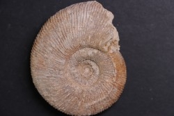 Subdiscophinctes jelskii  - oxfordian - Nevers -58 - FRANCE