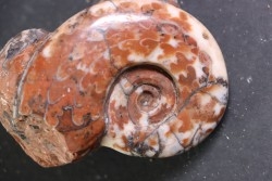 Monophyllites sp. - anisian, Triassic - Epidauros, GRECE