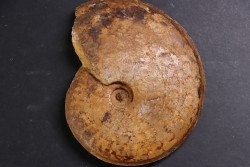 Hyperlioceras discites - bajocien - Rollesbierg, Differdange, LUXEMBOURG