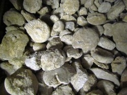 1 kg unprepared bathonian ammonites
