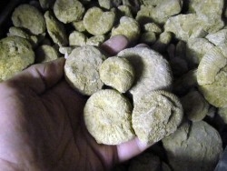 5 kg unprepared bathonian ammonites