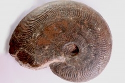 Harpoceras subplanatum - TOARCIEN - Carriere Belmont - LYON - FRANCE