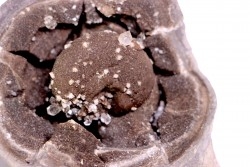 ammonite SOWERBYCERAS recouverte de quartz  oxfordien  Remusat - Drome, FRANCE
