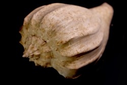 Athleta (volutopupa) citharoedus - lutetien - Damery, FRANCE