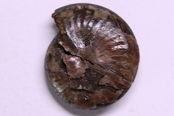 PARAPOPANOCERAS MALMGRENI - Trias / Anisien sup. - spitsberg