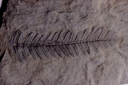 Fougère:  PECOPTERIS POLYMORPHA  Stephanian (carboniferous)  Graissesac, 34, FRANCE
