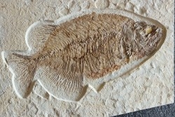 PHAREODUS testy - 29 cm - Eocène  green river fmt - Wyoming - USA