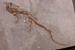 Chelotriturus paradoxus - Miocene moyen - Gacko formation - Gracanica, Bosnie