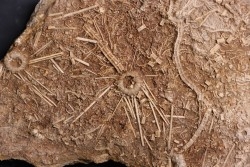 Acrosalenia hemicidaroides and Isocrinus nicoletti - middle jurassic  Landaville, FRANCE