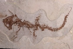 Chelotriturus paradoxus - Miocene moyen - Gacko formation - Gracanica, Bosnie