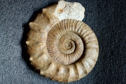 Collotia oxyptychoides - callovian - Montreuil Bellay - FRANCE