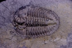 Athabaskia bithus - Middle Cambrian - Spence Shale - Box Elder County, Utha, USA