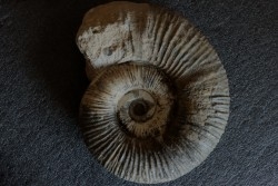 Lytoceras salebrosum - Pliensbachian  Fresnay le Puceux quarry - FRANCE