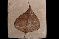 Populus wilmattae - Eocène - green river fmt - Uintah county - Utah - USA
