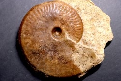 Graphoceras concavum Bajocien  Beaminster, Dorset, UK