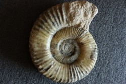 Uptonia jamesoni (Sowerby, 1827)  Pliensbachien  Carriere de Fresnay le Puceux, Calvados - FRANCE
