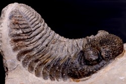 Drotops megalomanicus (Struve)  Eifelian   Jbel El Mrakib, Morocco