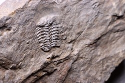 Selenopeltis Gallicus - Sandbian - upper Ordovician - La Touche, Andouillé - Mayenne - FRANCE