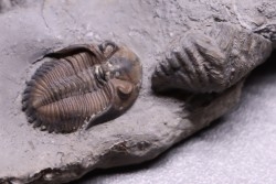 Greenops widderensis - Middle Devonian - Widder Fmt - SW Ontario, CANADA