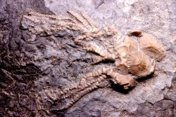 encrine:  CARABOCRINUS RADIATUS  middle ordovicien  Bobcaygnon formation  Brechin, ontario, CANADA