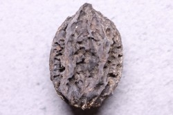 JUGLANS BERGOMENSIS - Mio-Pliocène - Sessenheim, FRANCE