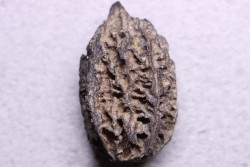 JUGLANS BERGOMENSIS - Mio-Pliocène - Sessenheim, FRANCE