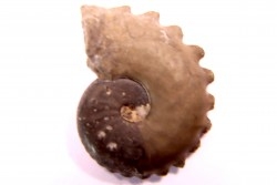CRENICERAS RENGGERI - oxfordien inférieur - Salins (39) FRANCE