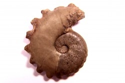 CRENICERAS RENGGERI - oxfordien inférieur - Salins (39) FRANCE
