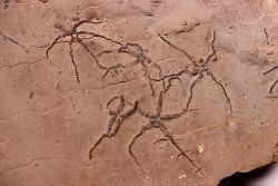Ophiupinna elegans  Callovian  La Voulte, Ardeche - FRANCE