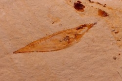 crustacé thylacocéphale: Pseuderichtus cretaceus -  Santonien - Sahel Alma - LIBAN
