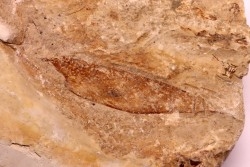 crustacé thylacocéphale: Pseuderichtus cretaceus - Santonien - Sahel Alma - LIBAN