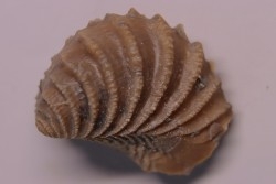 LINOTRIGONIA fittoni - Albien moyen - carriere Courcelles,  Villemoyenne, Aube, FRANCE
