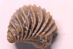 LINOTRIGONIA fittoni - Albien moyen - carriere Courcelles,  Villemoyenne, Aube, FRANCE
