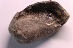 bulla tympani de baleine  mio-pliocene  Floride - USA